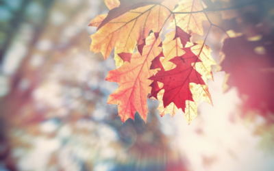 Why Leaves Might Be the Reason Your Furnace Will Stop Working