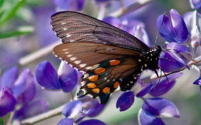 HAMCO Heating & Cooling Ltd. Helps Combat Cancer