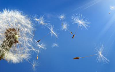 Don’t Let Poor Indoor Air Quality Aggravate Seasonal Allergies