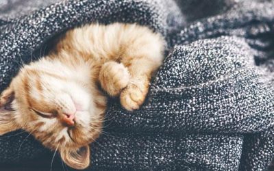 The Most Common Mistake when Buying a New Furnace