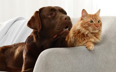 Expert Indoor Air Quality Tips For Pet Owners